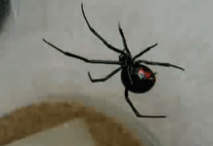 blackwidowspider