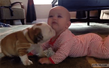 1398183277_bulldog_puppy_kisses_baby