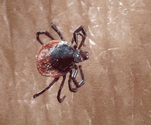 tick300x250