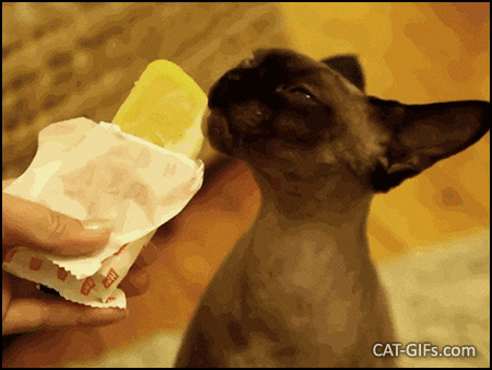 funny-cat-gif-cat-licking-delicious-popsicle-but-brain-freeze-coming-soon